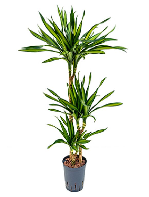 Dracaena riki