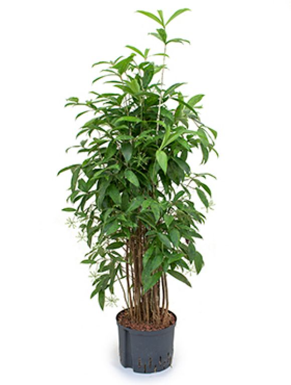 Dracaena surculosa