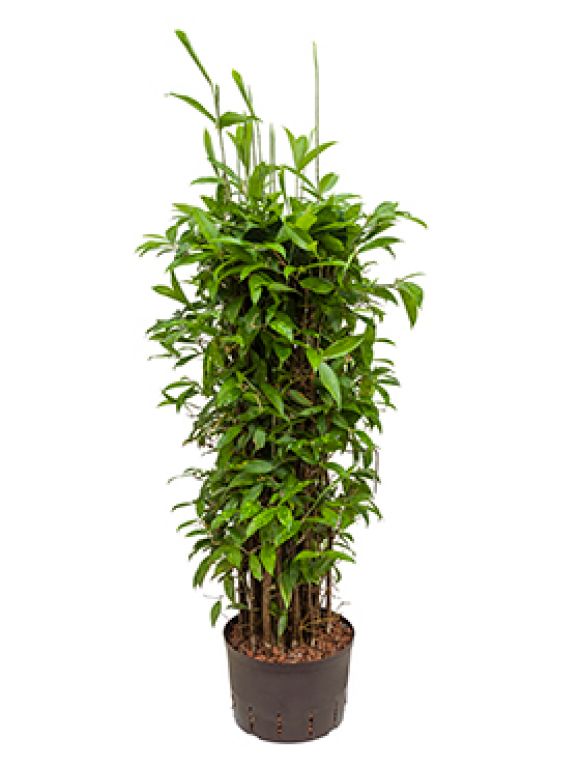 Dracaena surculosa