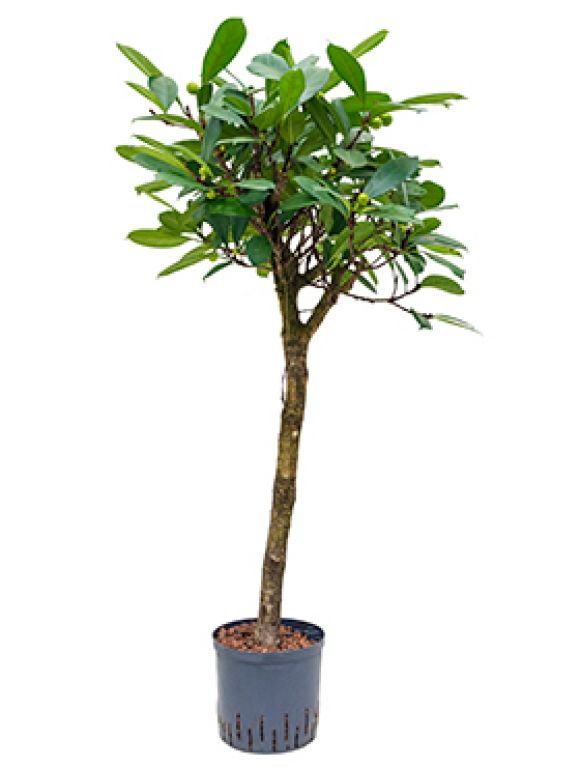 Ficus cyathistipula