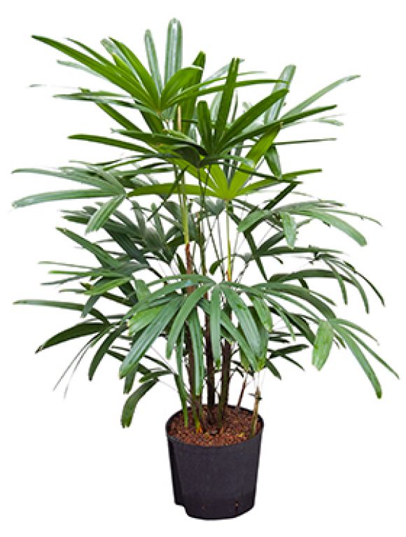 Rhapis excelsa