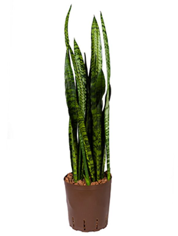 Sansevieria coral black