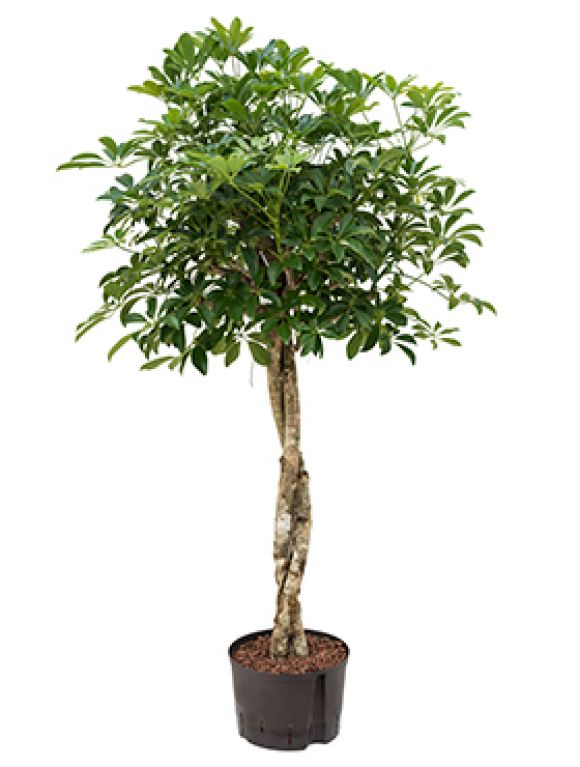 Schefflera arboricola