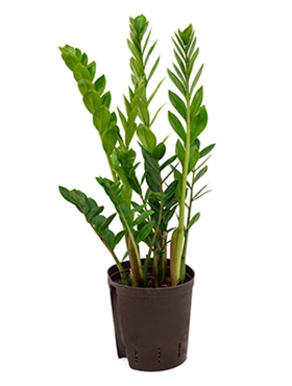 Zamioculcas Zamiifolia