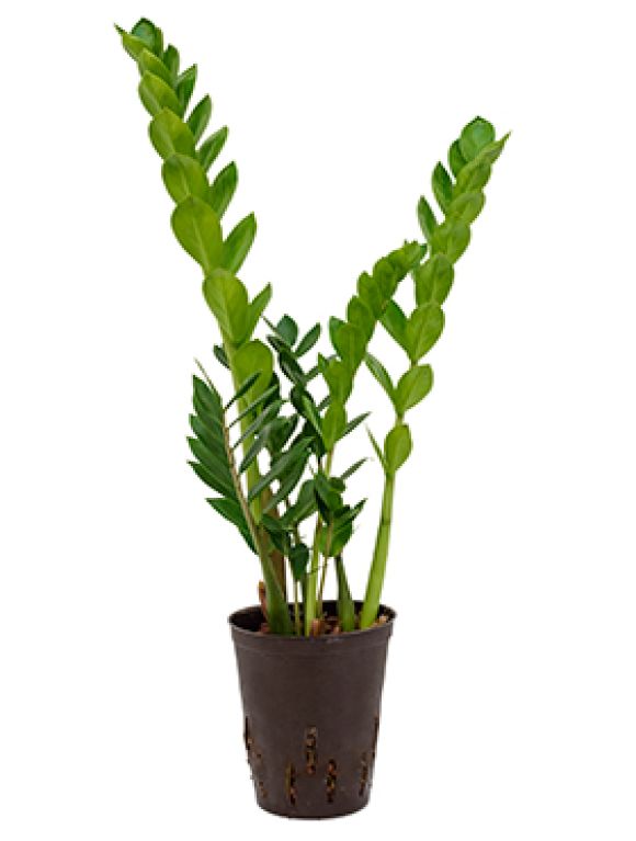 Zamioculcas Zamiifolia