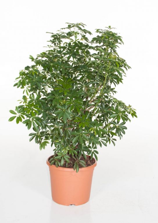 Schefflera Luseana