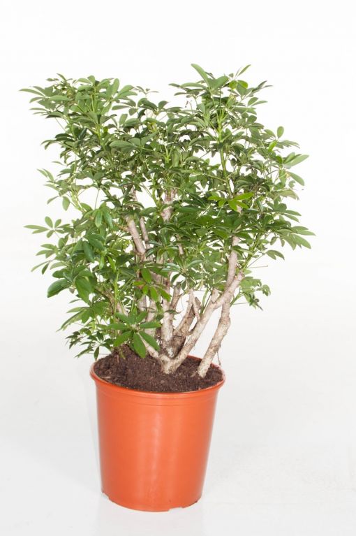 Schefflera Luseana