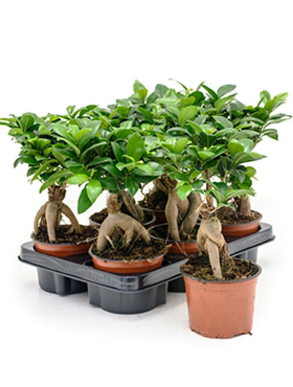 Ficus micr. ginseng