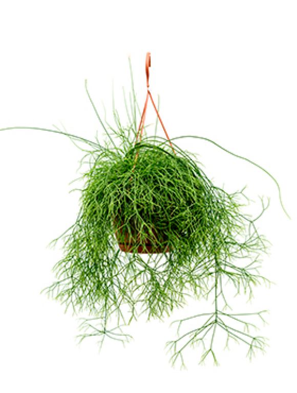 Rhipsalis cassutha