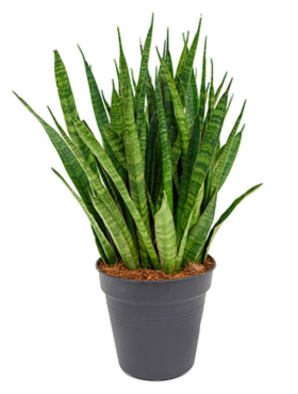 Sansevieria kirkii