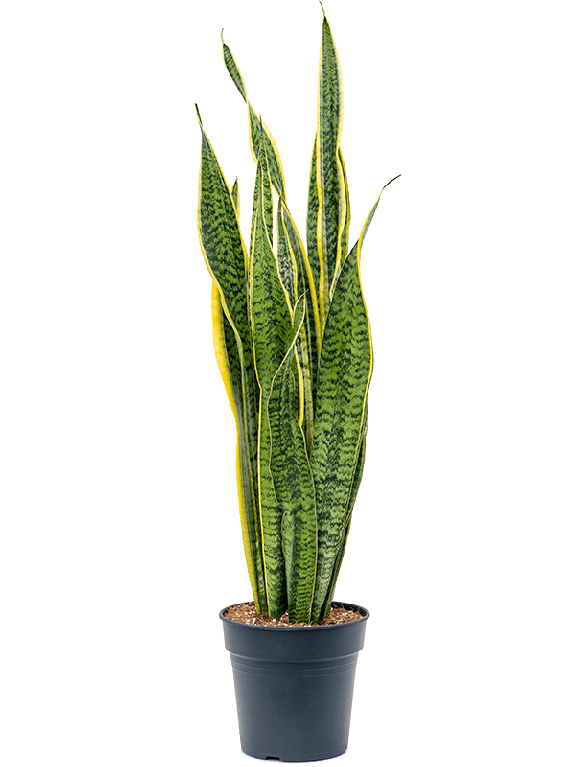 Sansevieria laurentii