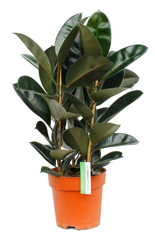 Ficus elastica abidjan