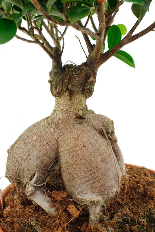 Ficus microcarpa ginseng