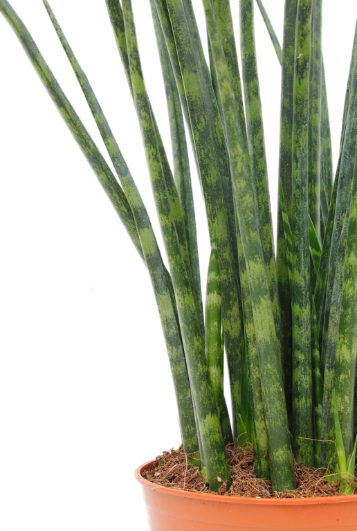 Sansevieria Fernwood