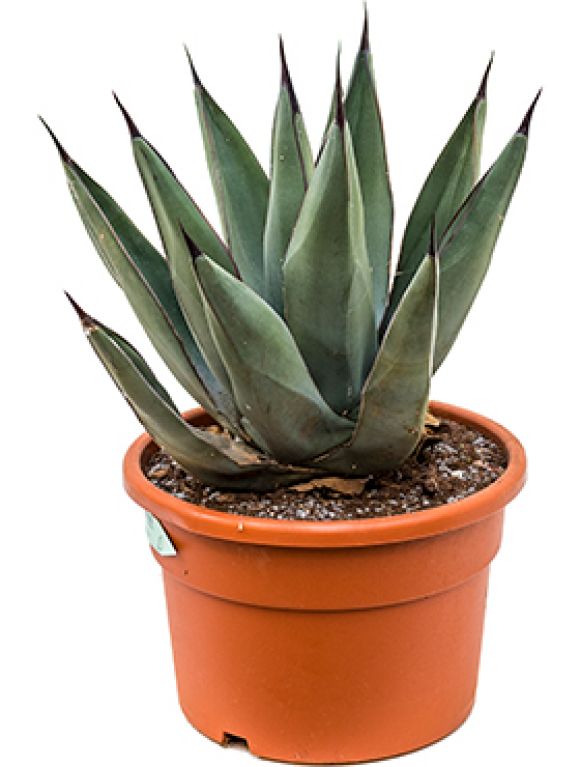 Agave nigra