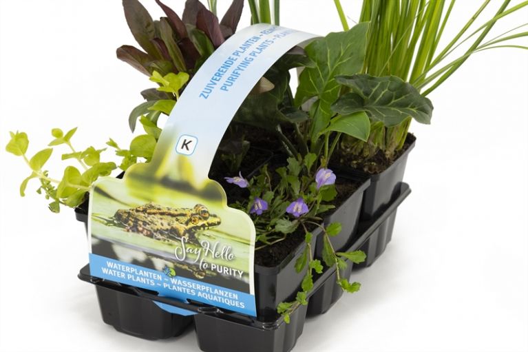  Plantes aquatiques purifiantes en pack de six