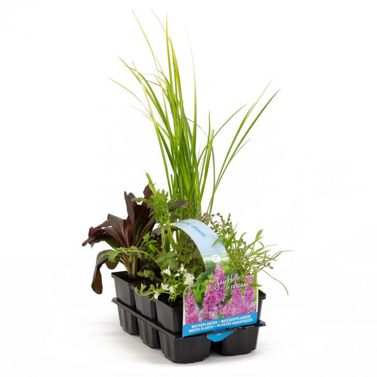 Plantes aquatiques parfumées en pack de six