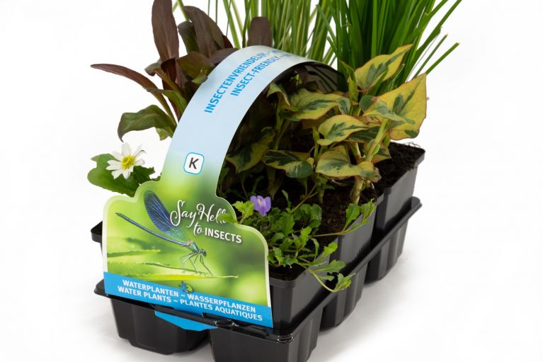  Plantes aquatiques favorables aux insectes en pack de six