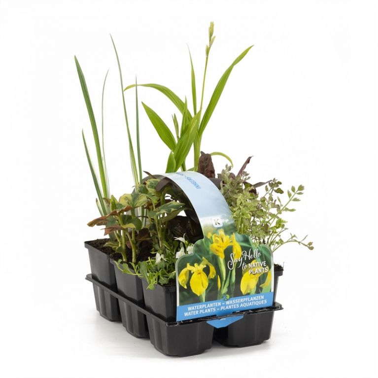  Plantes aquatiques indigènes en pack de six