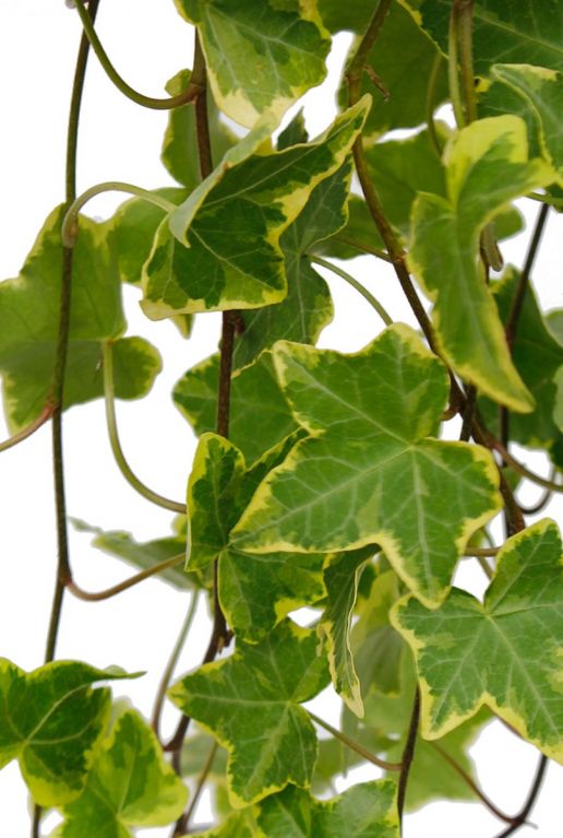 Hedera Yellow Ripple