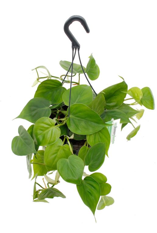 Philodendron Scandens