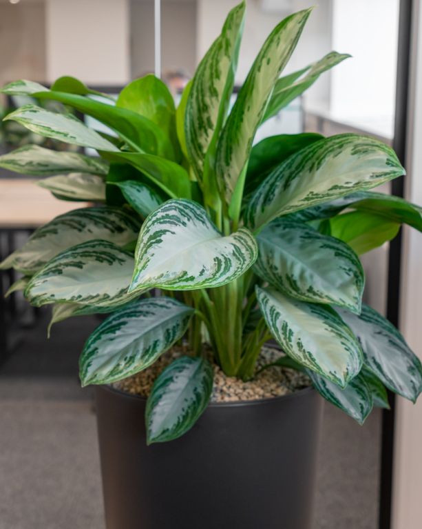 Aglaonema-in-zwarte-pot 1