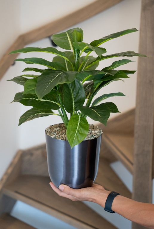 Aglaonema