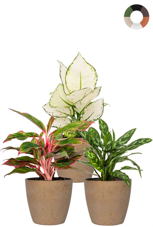 Aglaonema aglaoneme plants