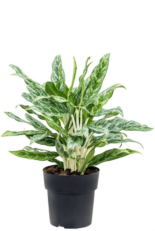 Aglaonema greyhound