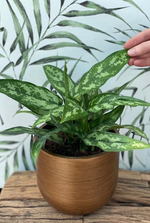 Plante Aglaonema maria