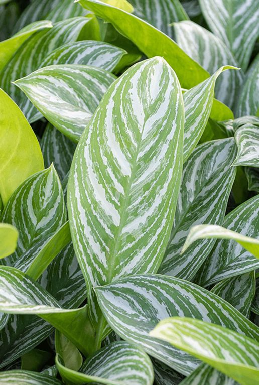 Aglaonema stripes 3