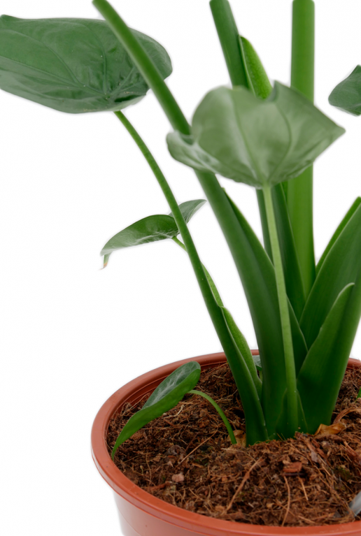 Alocasia Cucullata groene bladstelen
