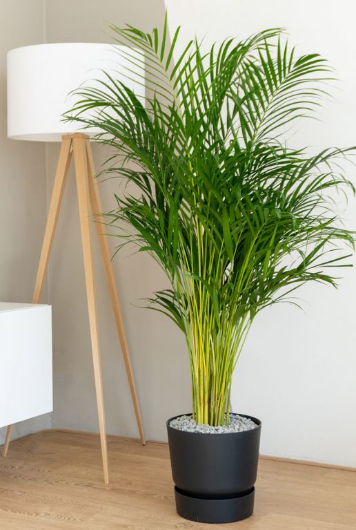 Grande plante d'intérieur areca 