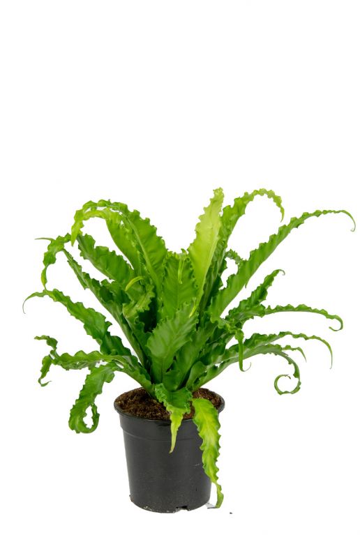 Asplenium-antiquum-osaka-kamerplant-17