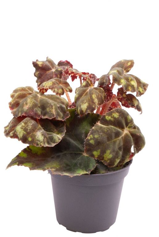 Begonia boweri tiger