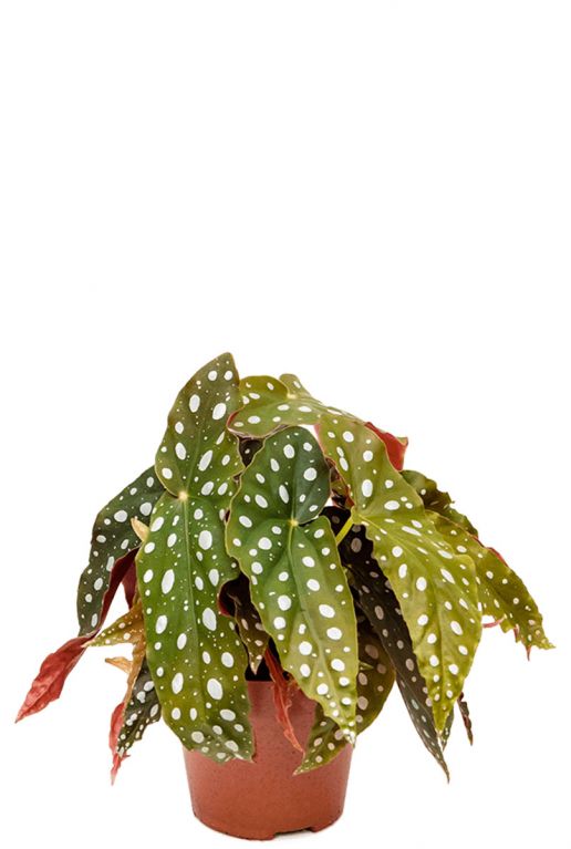 Begonia maculata