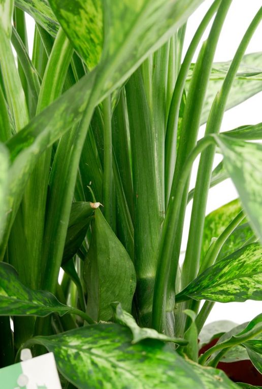 Dieffenbachia Vesuvius