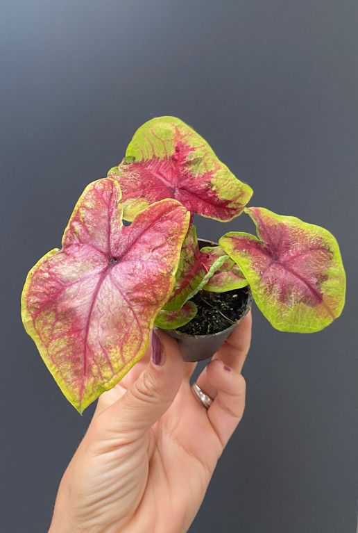 Caladium bella