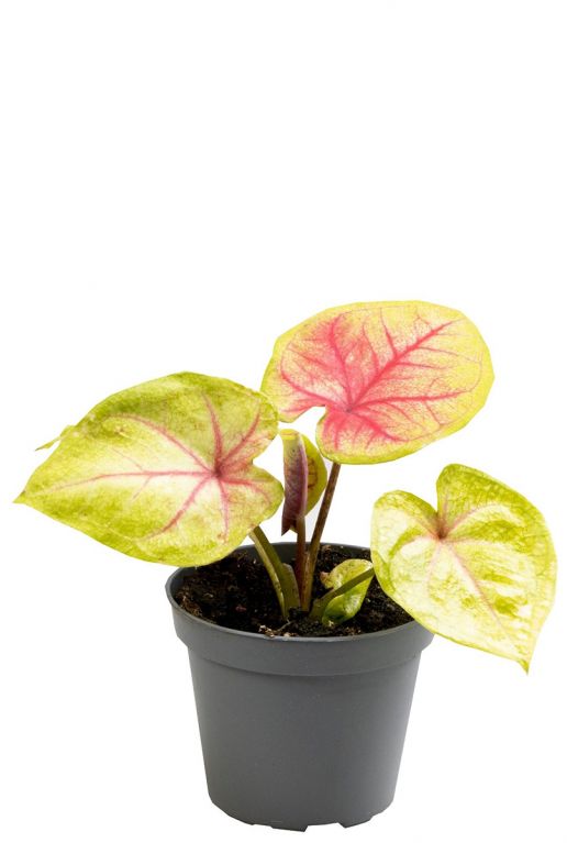 Caladium bella plant