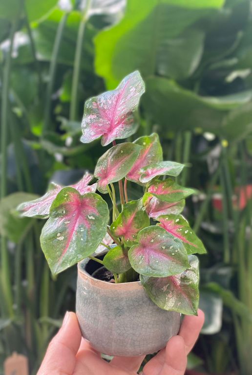 Caladium casey