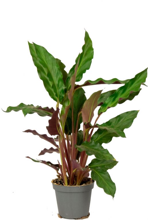 Calathea-rufibarba-stekje