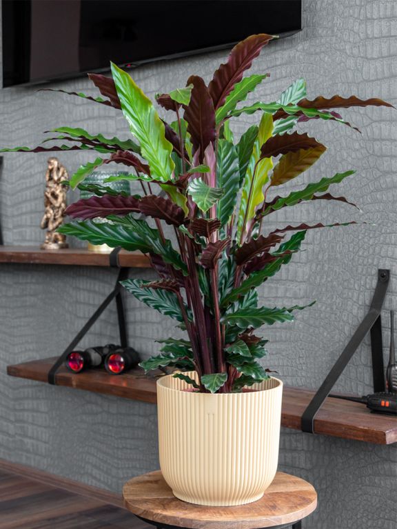 Calathea rufibarba Wavestar