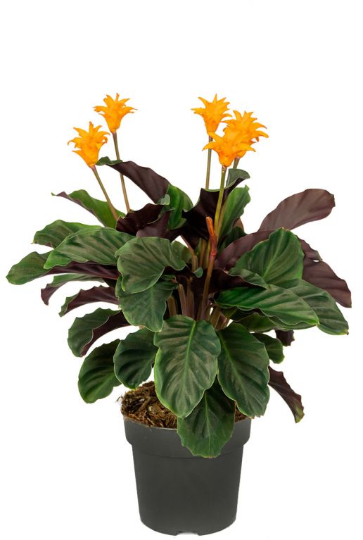 Calathea crocata