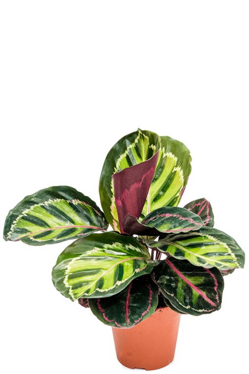 Calathea rosea