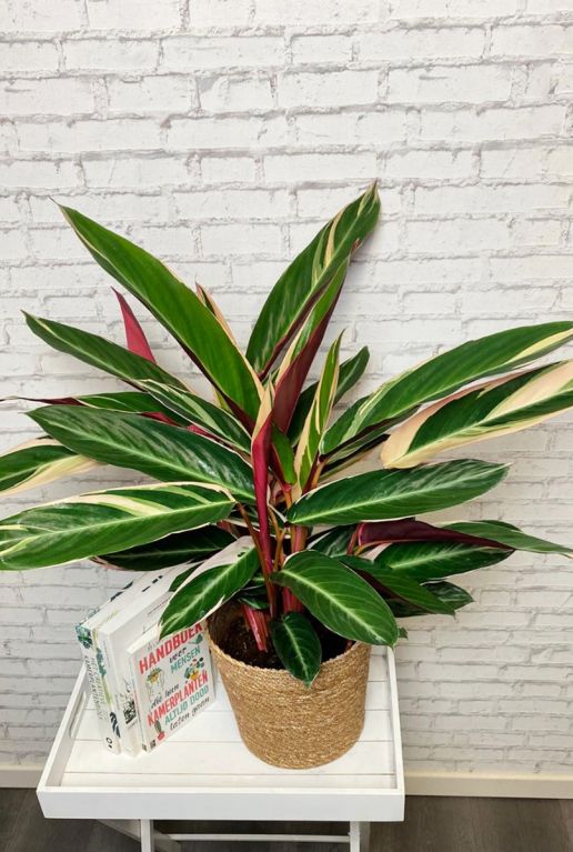 Calathea sanguinea triostar