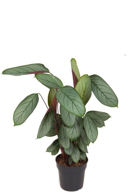 Calathea silverstar