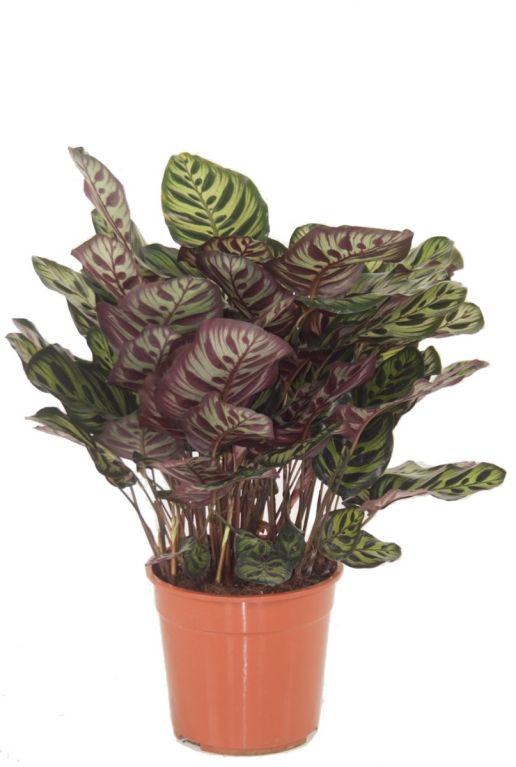 Calathea