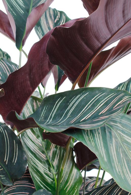 Calathea Ornata