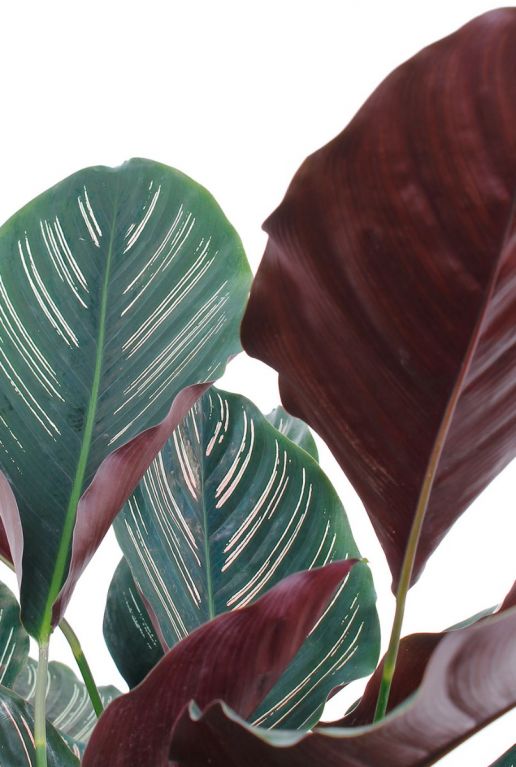 Calathea Ornata