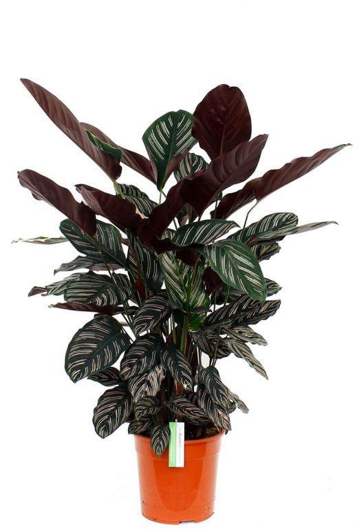 Calathea Ornata